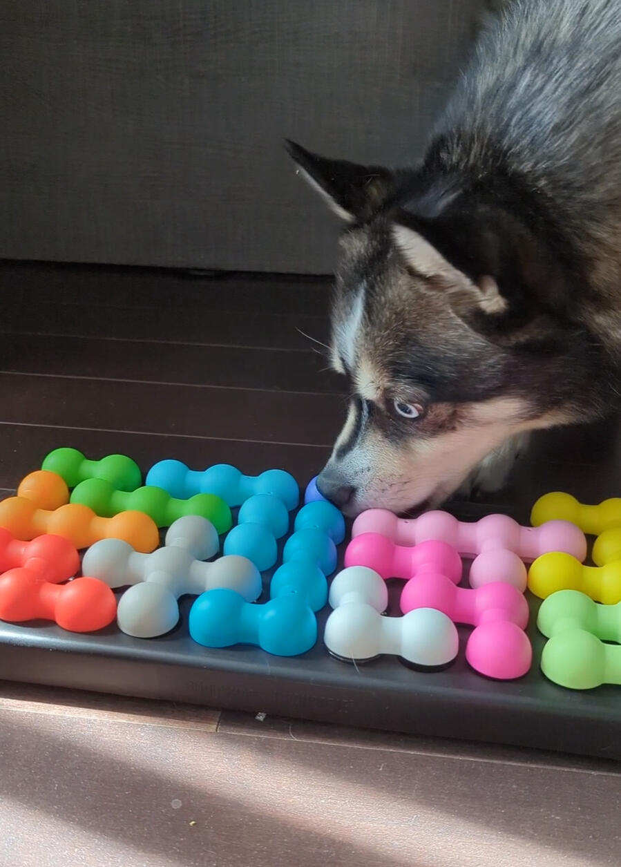 Brightkins Kanoodle